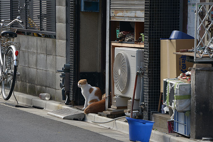 街のねこたち