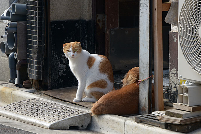 街のねこたち