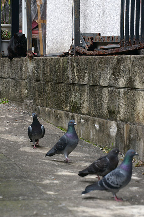 街のねこたち