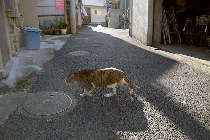 街のねこたち