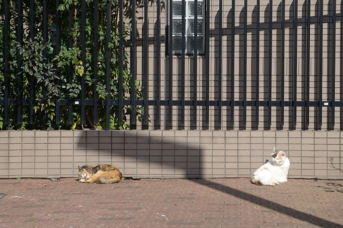 街のねこたち