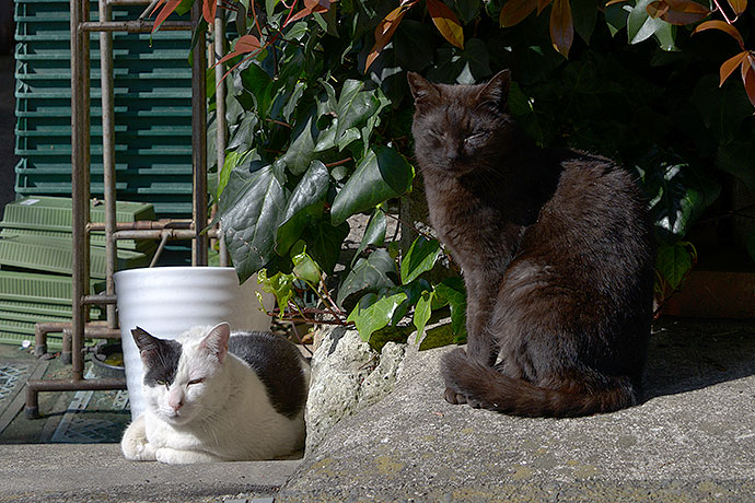 街のねこたち