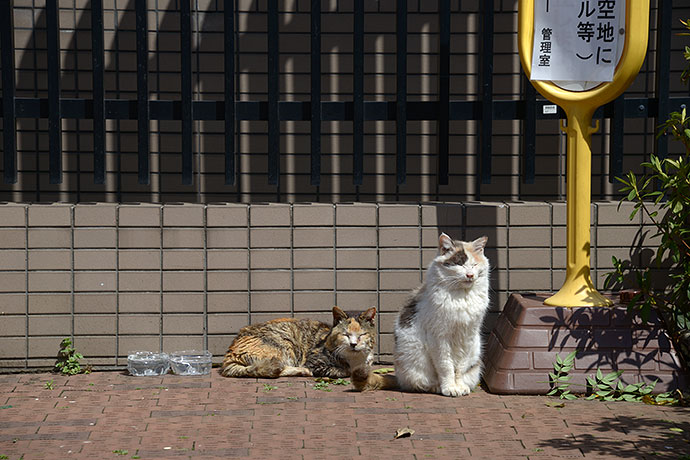 街のねこたち