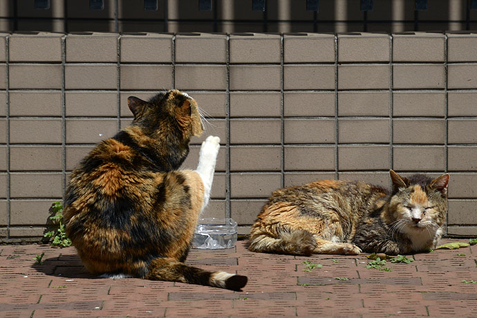 街のねこたち