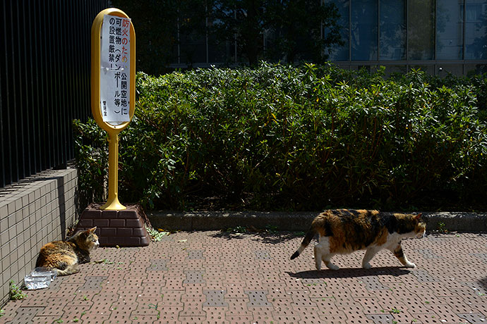 街のねこたち