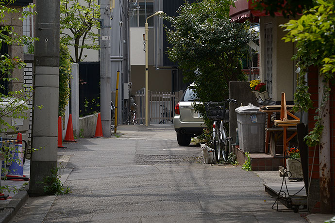街のねこたち
