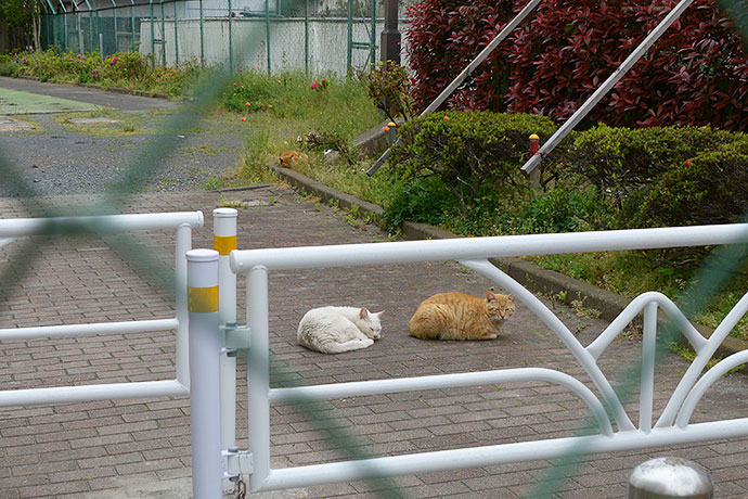 街のねこたち