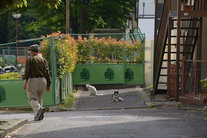 街のねこたち