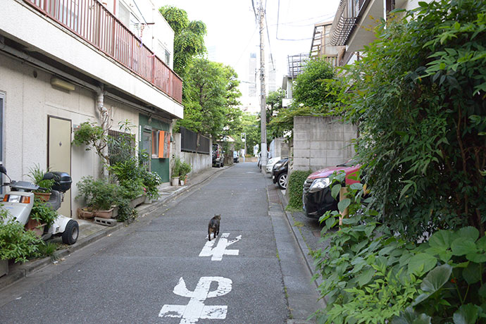 街のねこたち