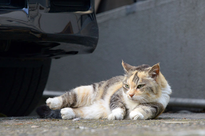 街のねこたち