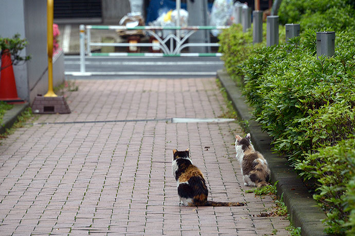 街のねこたち