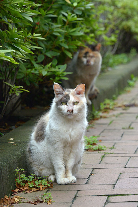 街のねこたち