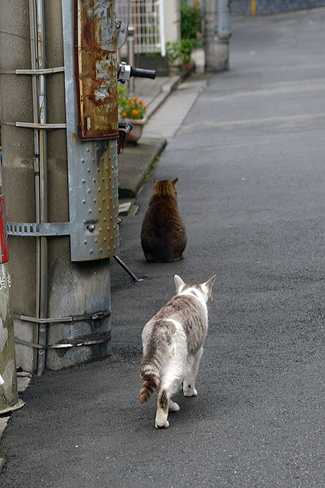 街のねこたち