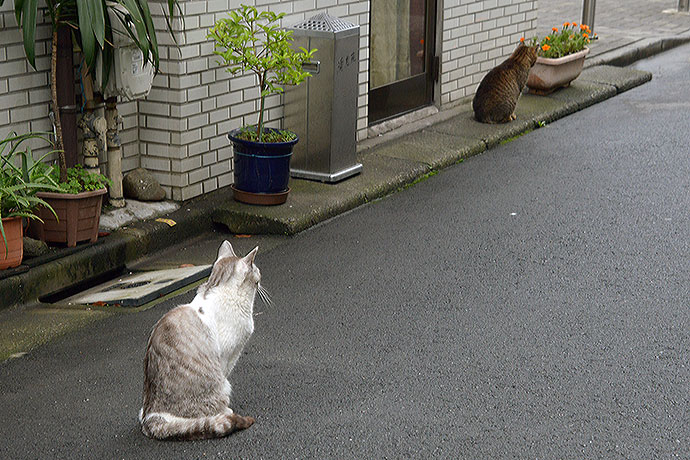 街のねこたち