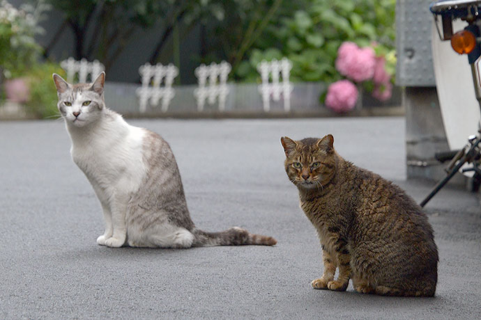 街のねこたち