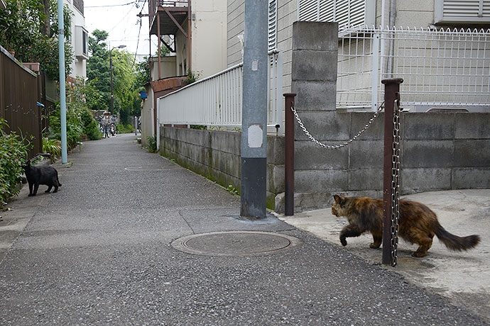 街のねこたち
