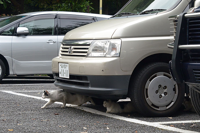 街のねこたち