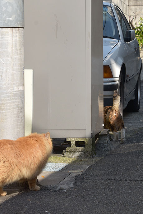 街のねこたち