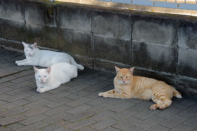 街のねこたち