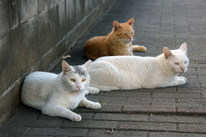 街のねこたち