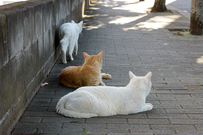 街のねこたち