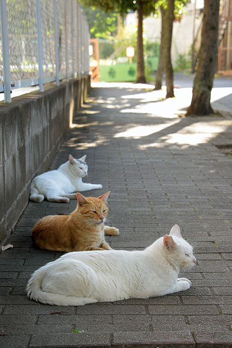 街のねこたち
