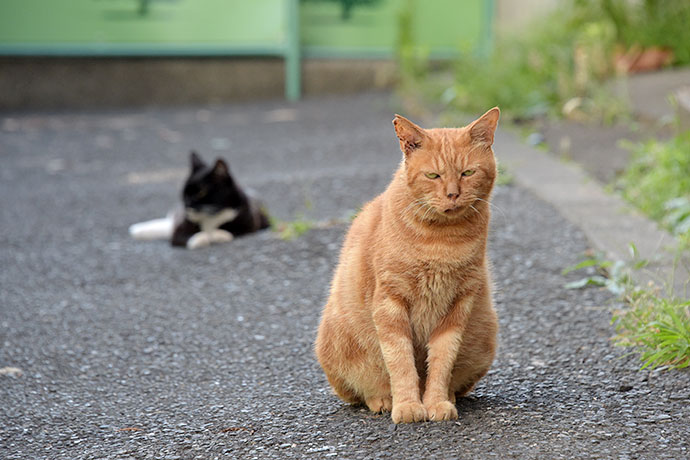街のねこたち