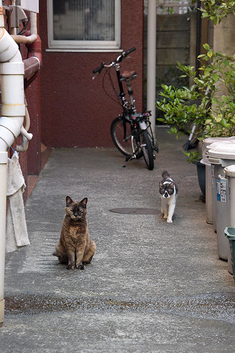 街のねこたち
