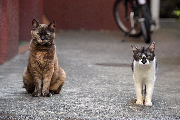 街のねこたち