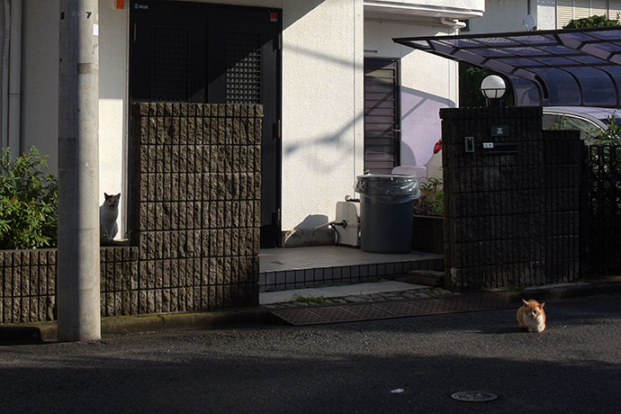 街のねこたち