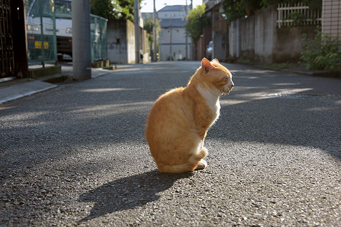 街のねこたち
