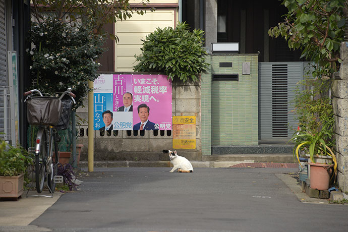 街のねこたち