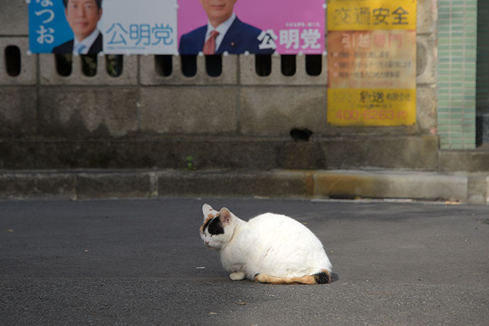 街のねこたち