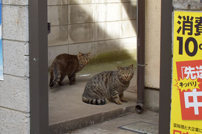 街のねこたち