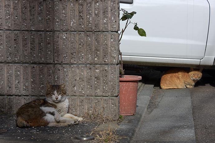 街のねこたち