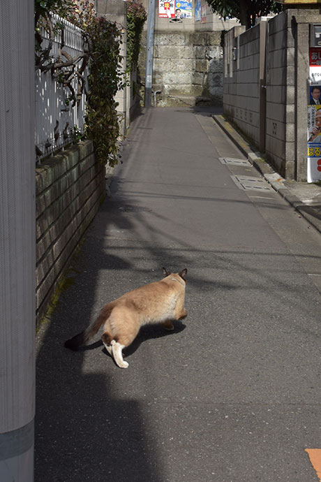 街のねこたち