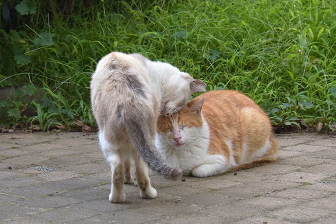 街のねこたち