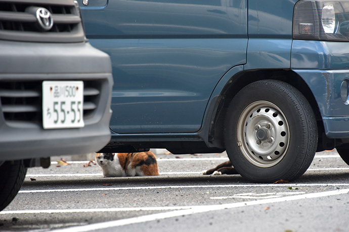 街のねこたち