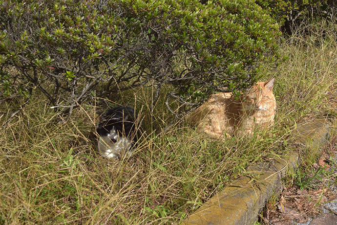 街のねこたち