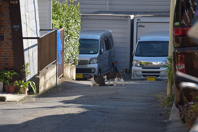 街のねこたち