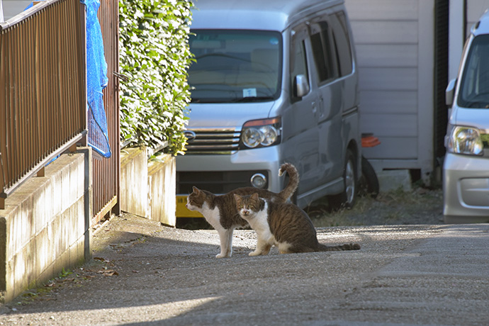 街のねこたち