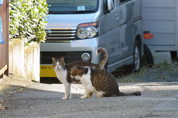 街のねこたち