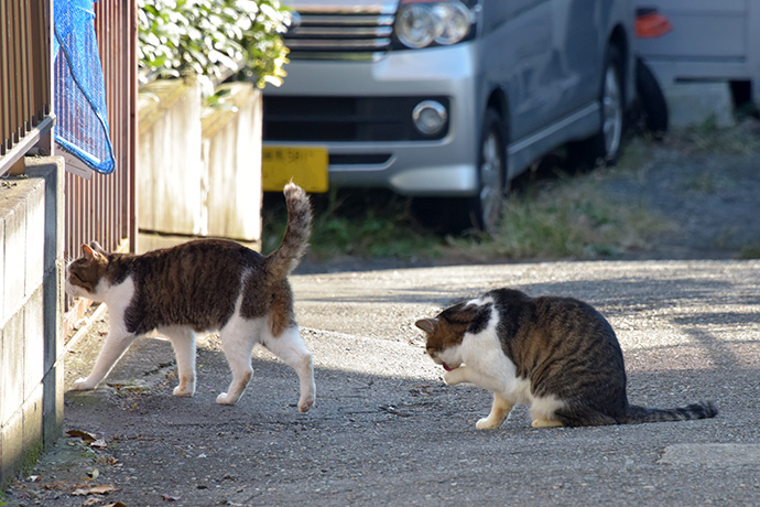 街のねこたち