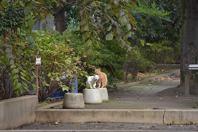 街のねこたち