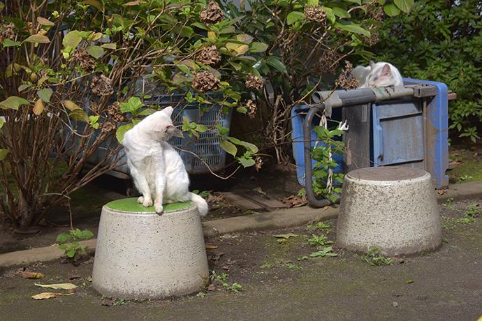 街のねこたち