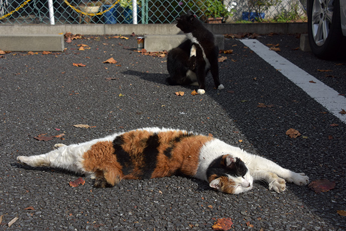 街のねこたち