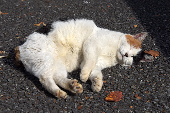 街のねこたち