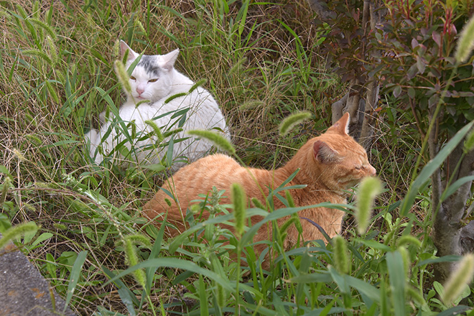 街のねこたち