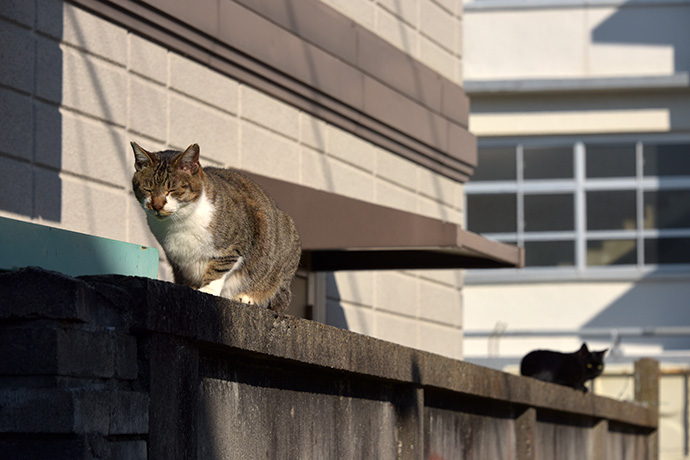 街のねこたち