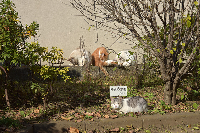 街のねこたち